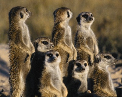 meerkats11
